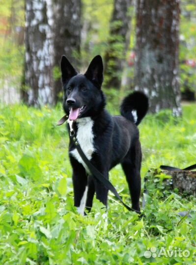 Собака в добрые руки