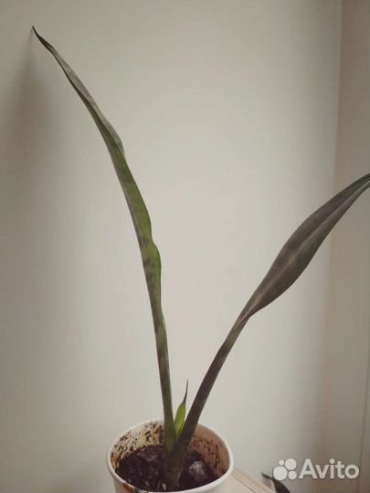 Сансевиерия/Тёщин язык/щучий хвост