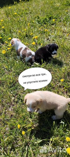 Собака в добрые руки щенок русский спаниель смесь