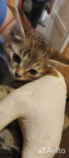 Отдам котят в хорошие руки