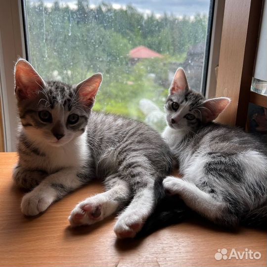 Котята 3 месяца