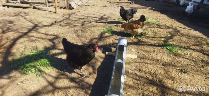 Домашние куриные яйца