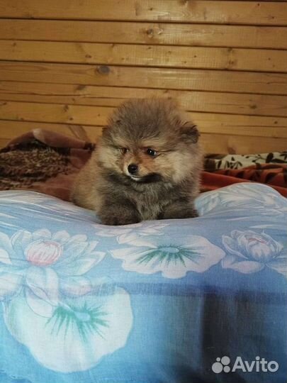 Померанский шпиц медвежьего типа