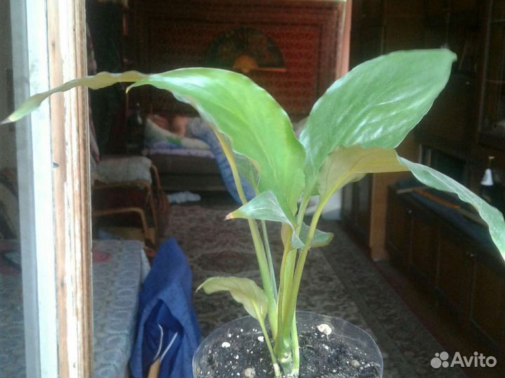 Комнатные растения