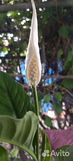 Спатифиллум женское счастье