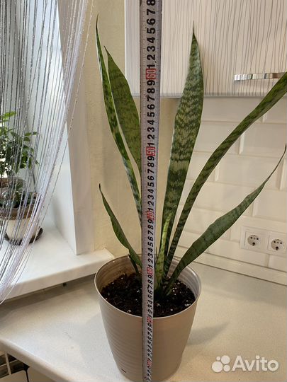 Комнатные растения