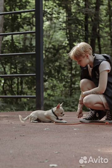 Дрессировка собак с выездом на дом