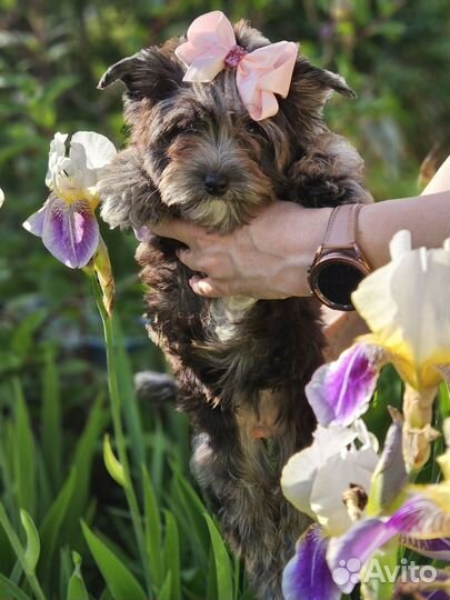 Девочка йорк блю мерле