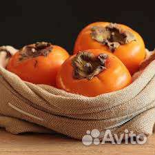 Хурма Россиянка саженцы