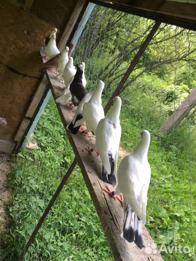 Бакинские бойные голуби