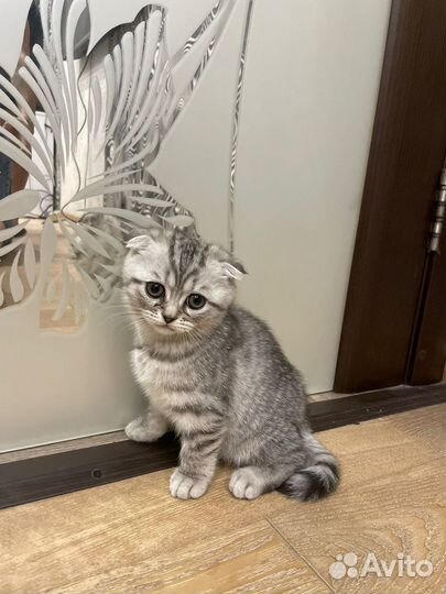 Котята британские