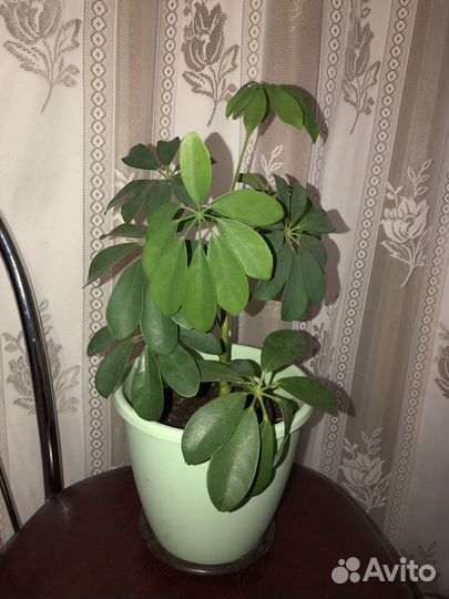 Комнатные цветы в горшках