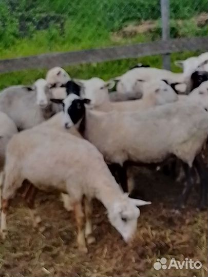 Овцы бараны