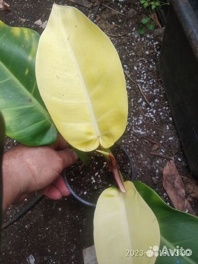 Филодендрон санлайт ред сплеш