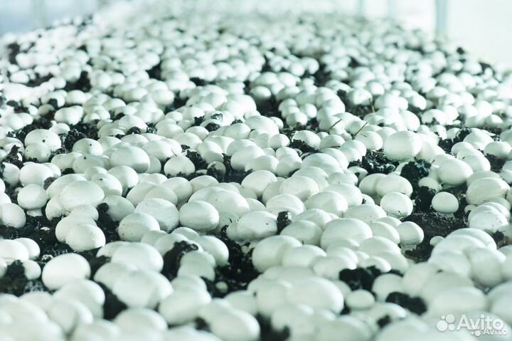 Компост для выращивания шампиньонов