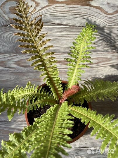 Редкий папоротник Блехнум Вулкано
