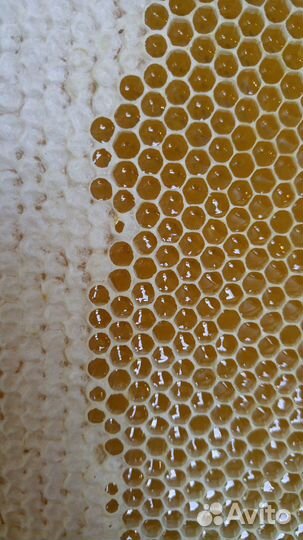 Мёд акации,соты прополис перга. Мелким оптом 15 кг