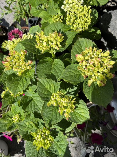 Розы, рассада однолетних цветов