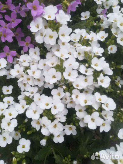 Арабис альпийский