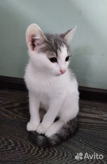 Котёнок кошечка