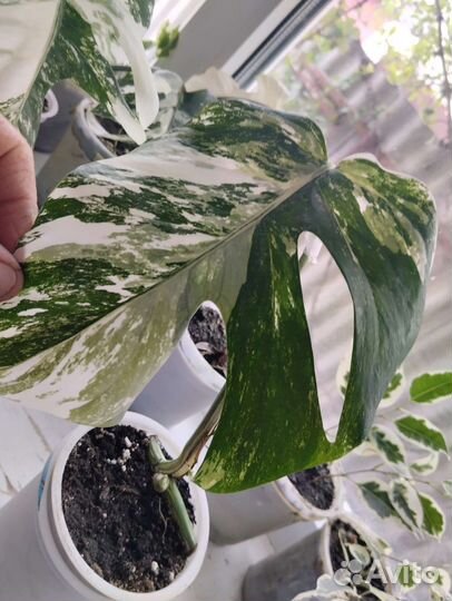 Монстера вариегатная альба