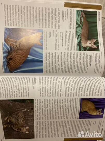 Энциклопедия кошки