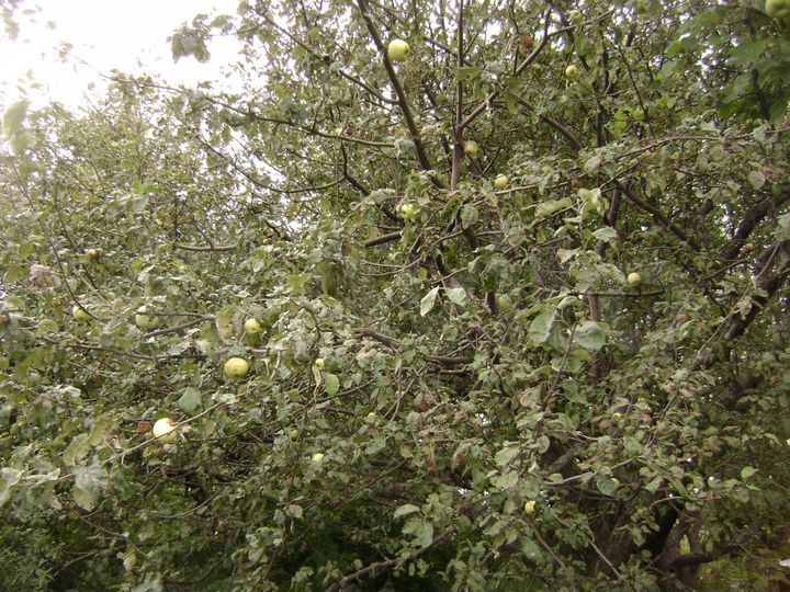 Участок 52 сот. (СНТ, ДНП)