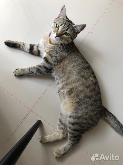 Кошка в дар бесплатно