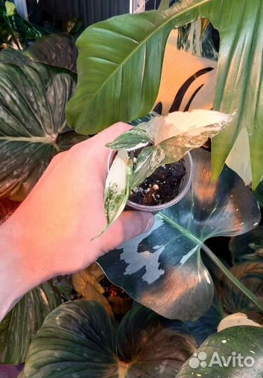 Сингониум Imperial White