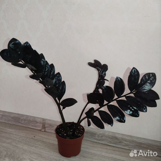 Замиокулькасы разные