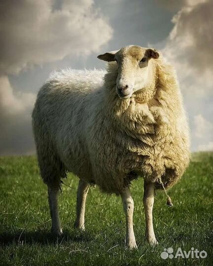 Барашки (бараны)