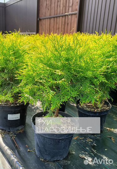 Туя шаровидная