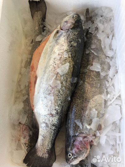 Форель охлаждённая Карелия