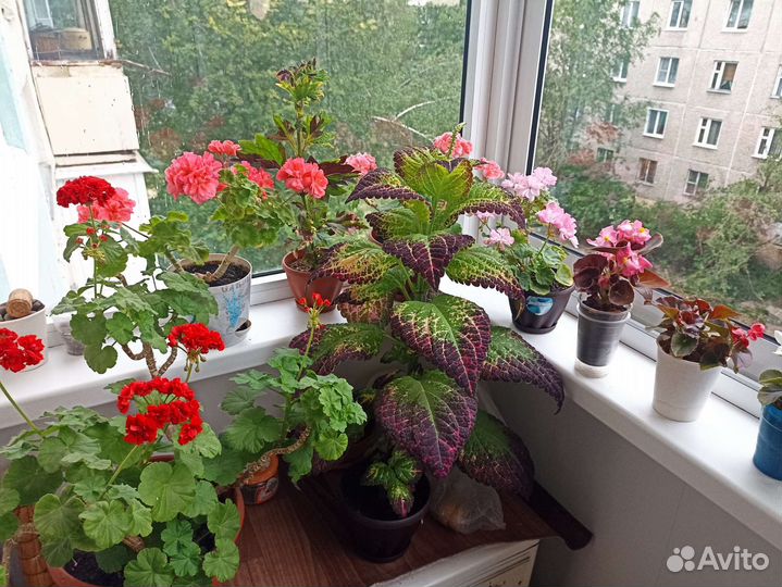 Колеус Аватар