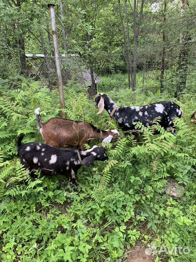 Продаются козы