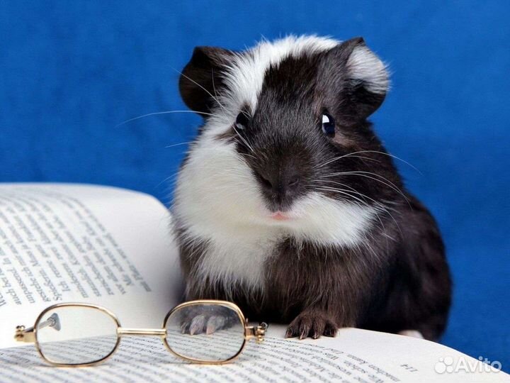 Шиншиллы,дегу,декоративные кролики