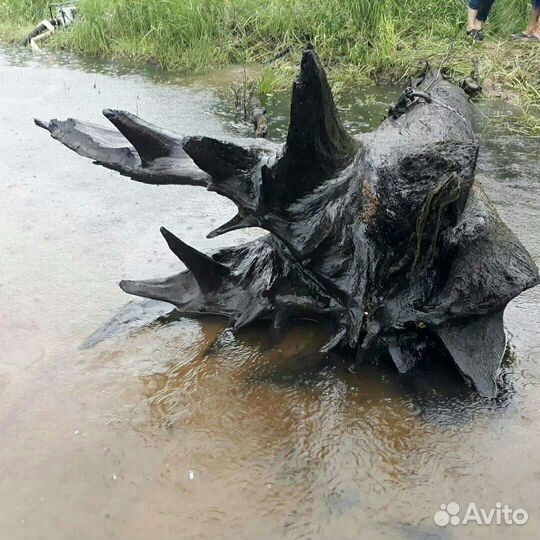 Корни морёного дуба