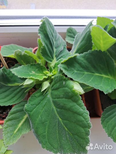 Глоксиния Импресс Вайт