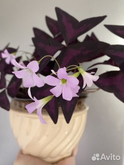 Кислица Оксалис