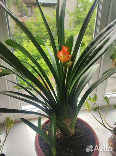 Комнатные цветы кливия