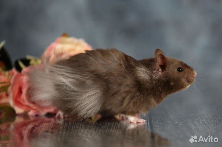 Сирийские Ангорские Хомяки Джунгарские Доставка