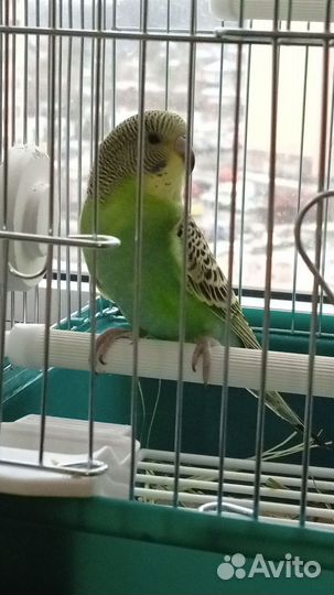 Волнистый попугай