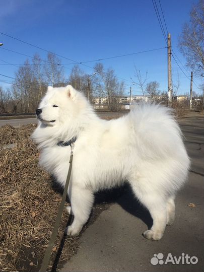 Вязка самоед