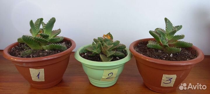 Суккуленты и адениум