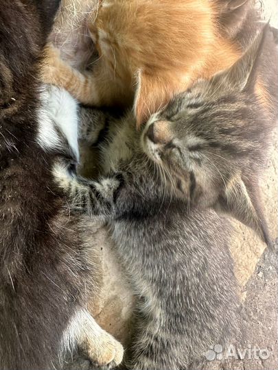 Котенок мальчик