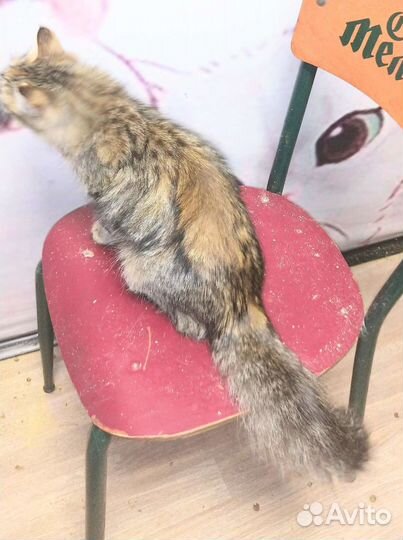 Нежная красавица