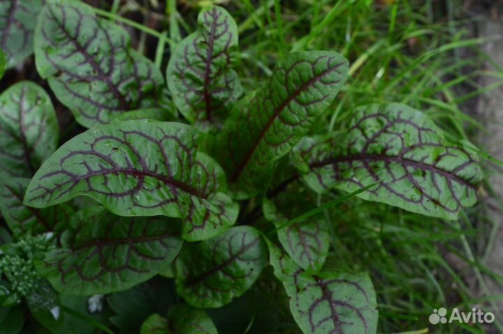 Щавель Кроваво-красный «Кровавая Мэри»