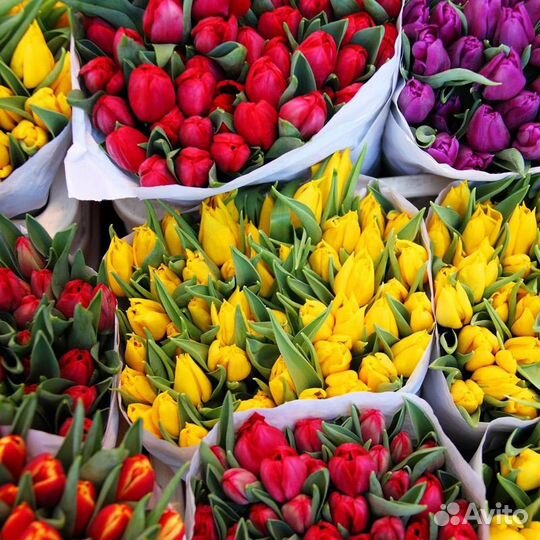 Тюльпаны к 8 марта оптом