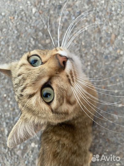 Кошка в дар бесплатно