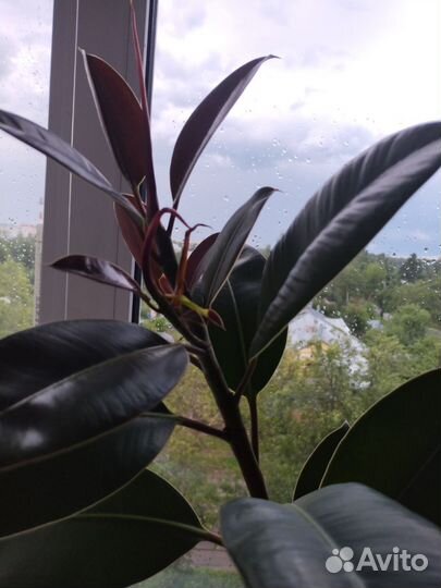 Фикус каучуконосный эластика